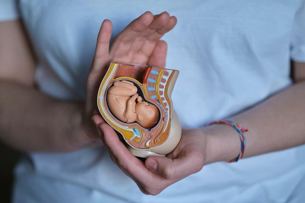 A devoted doula carefully supports a model of an embryo in the womb, highlighting her invaluable